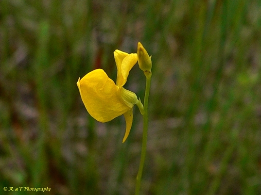 {Utricularia juncea}